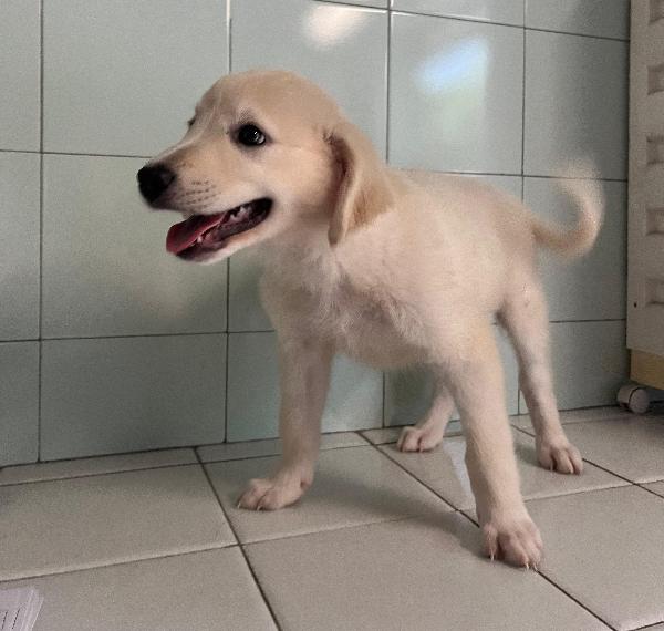 6 CUCCIOLI PASTORE MAREMMANO Foto 3